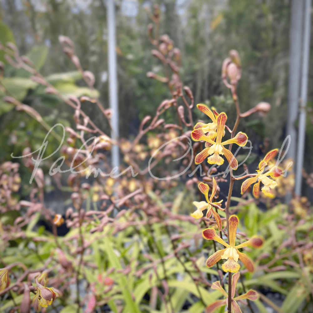 Enc. Sol de Esperanza MF — Palmer Orchids